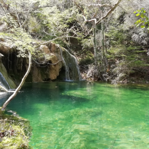 Retreat in magical forest !
